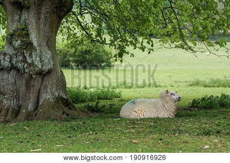 Sheep Laid Down In The Shade From An Oak Tree