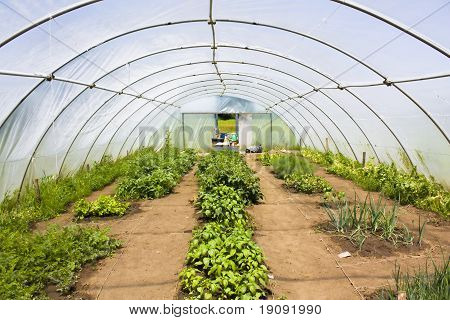 Pełny polytunnel