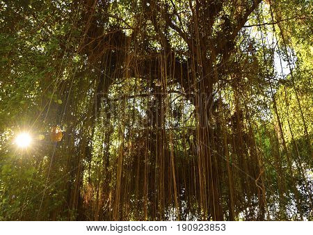 Tropical forest with hanging vines lianas in the sunshine