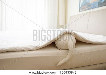 Dog Sick , Ill Or Sleeping