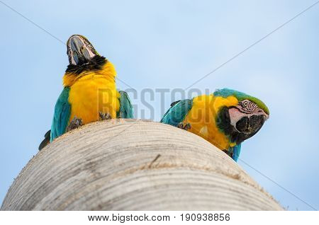 Bottom View Of Two Macaws In Their Nest