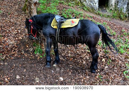 Horse Resting. Riders Celebrating Of The Day So Call Juni Mens. An Old Romanian Tradition In Brasov,