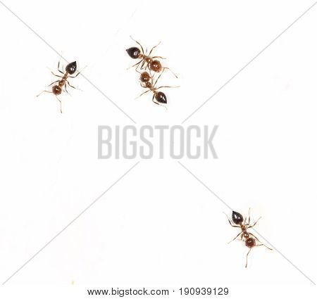 ants on a white wall. close. A photo