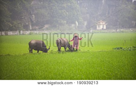 Tam Coc, Ninh Binh, Vietnam - March 16, 2017: Vietnamese farmer walking with buffolo in rice field near Ninh Binh, Vietnam