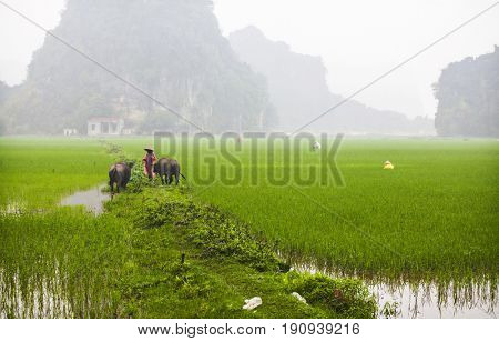 Tam Coc, Ninh Binh, Vietnam - March 16, 2017: Vietnamese farmer walking with buffolo in rice field near Ninh Binh, Vietnam