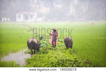 Tam Coc, Ninh Binh, Vietnam - March 16, 2017: Vietnamese farmer walking with buffolo in rice field near Ninh Binh, Vietnam