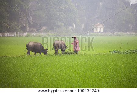 Tam Coc, Ninh Binh, Vietnam - March 16, 2017: Vietnamese farmer walking with buffolo in rice field near Ninh Binh, Vietnam