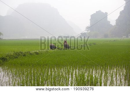 Tam Coc, Ninh Binh, Vietnam - March 16, 2017: Vietnamese farmer walking with buffolo in rice field near Ninh Binh, Vietnam
