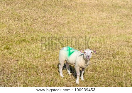 Earmarked lamb is bleating on the of an embankment with yellow grass. It's a sunny day in the Dutch spring season.