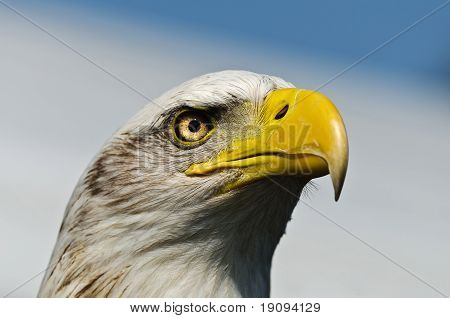 Amerikanske fisk Ørnen