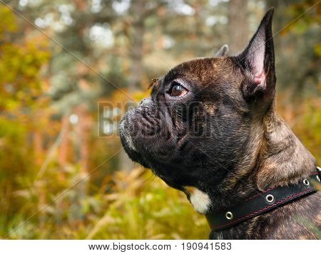dog with a mosquito on his nose. The mosquito drinks blood. Nature forest