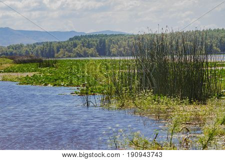 White Water Lily In The Romanian Danube Delta