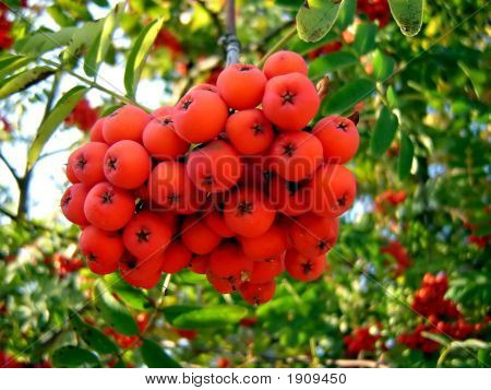 Ashberries