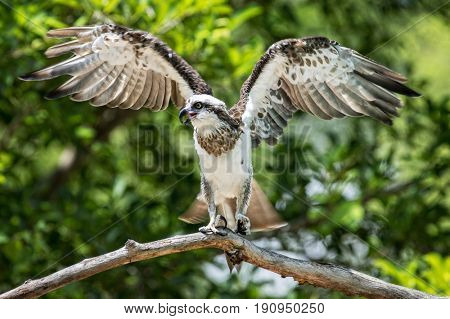 Young Australian Osprey with spead wings on an old dead branch