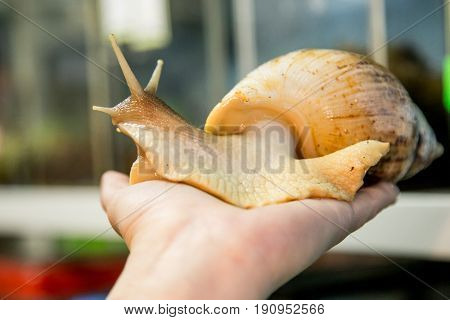 Home snail Achatina in the palm of your hand