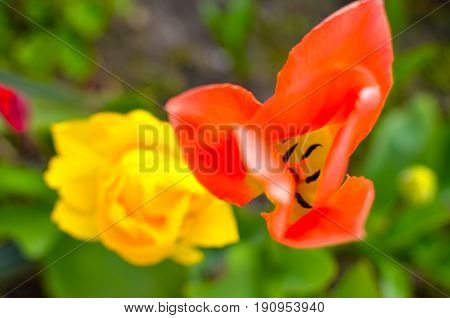 Red and yellow tulips with selective focus at spring flowerbed