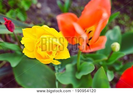 Red and yellow tulips with selective focus at spring flowerbed
