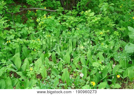 Lily of the valley in the spring forest. Convallaria majalis