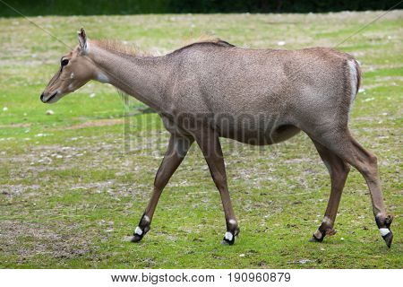 Nilgai (Boselaphus tragocamelus), also known as the nilgau or blue bull.