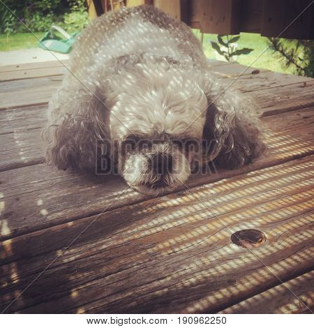 Closeup of small cute dog laying down on rustic wooden deck with sunlight and shadows on puppy dog. Garden in background.