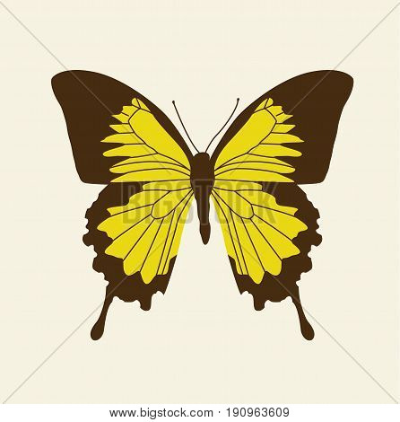 Colorful butterfly. Butterfly design. Cute butterfly Vector stock.