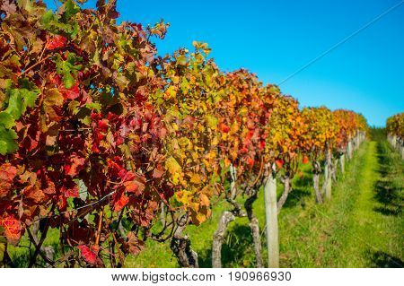 Beautiful vineyard platation with colorful leafs red, yellow and green, located in Waiheke island with a beautiful blue sky.