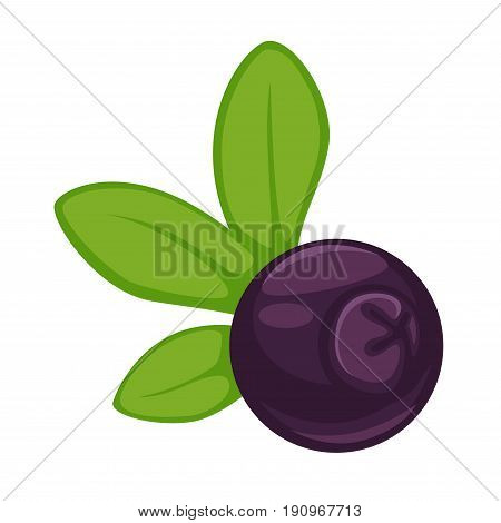 Blueberry small round fruit of dark purple color with long green leaves isolated vector illustration on white background. Delicious natural wild or domestic bilberry useful for humans eyesight health.