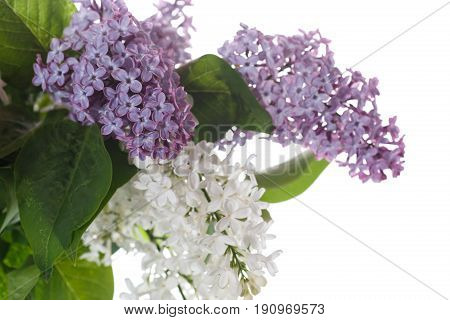 Bouquet of lilac on a white isolated background