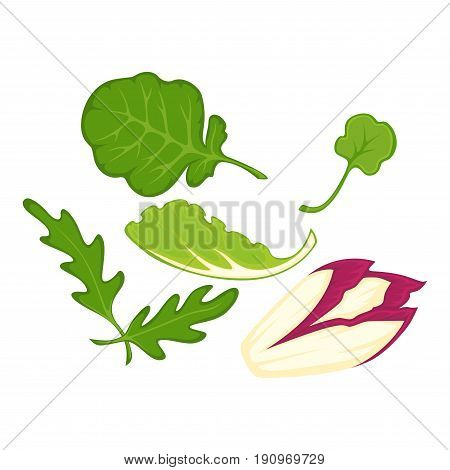 Salad leaves cartoon isolated vector illustrations set. Healthy arugula, sweet spinach, colorful witlof and green lettuce on white background. Useful herbs for meals seasoning and keeping diet.