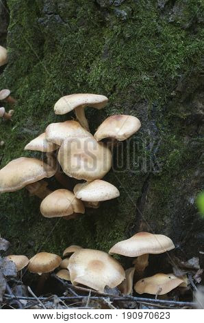 Sheathed woodtuft on an old stump closeup