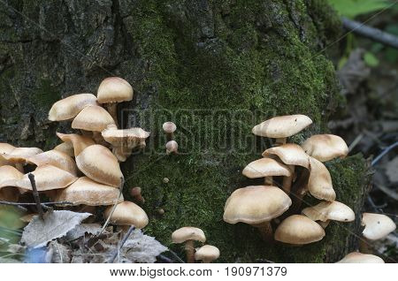 Sheathed woodtuft on an old stump closeup