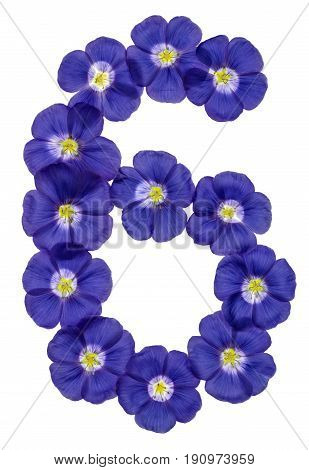 Arabic Numeral 6, Six, From Blue Flowers Of Flax, Isolated On White Background