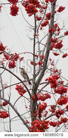 Waxwing with berry of mountain ash sits on branch. cluster of a red mountain ash