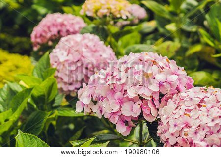Branch Of Light Pink Hydrangea Blooming In The Garden