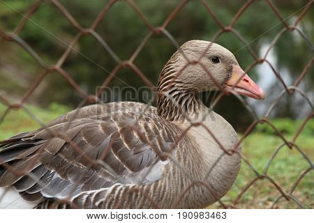 Goose behind the fence. Wild bird greylag goose in captivity.