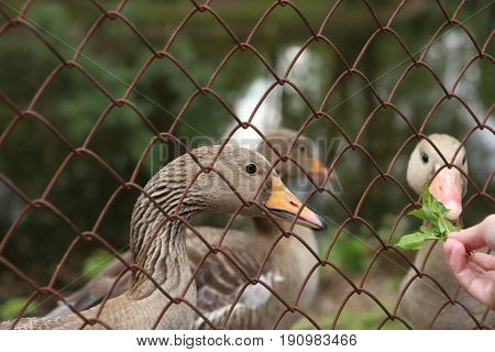 Goose behind the fence. Wild bird greylag goose in captivity.