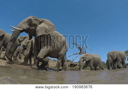 African Elephant herd drinking at river. Close up wide angle view