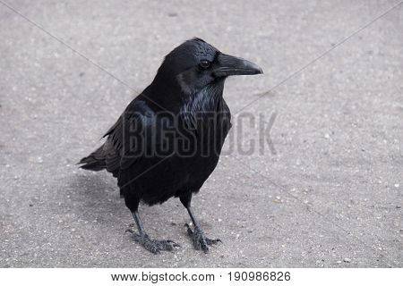 A curious raven in a parking lot
