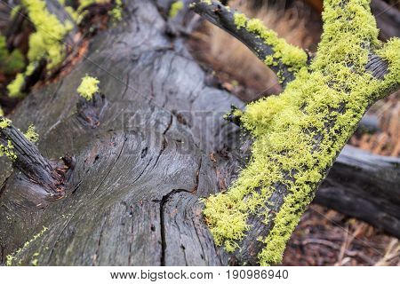 A mossy log wet after a rain.