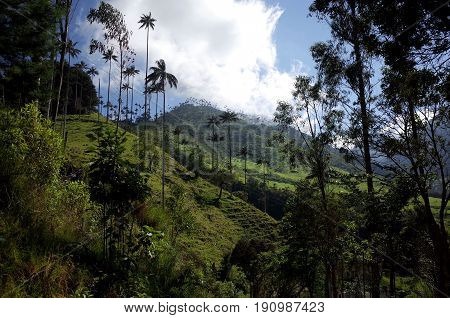 Wax Palm Trees in Cocora Valley Colombia