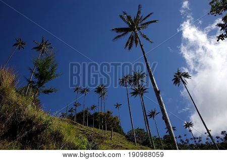 Wax Palm Trees in Cocora Valley Colombia