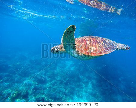 Green Turtle Blue Image & Photo (Free Trial) | Bigstock
