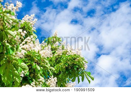 Chestnut branches and chestnut flowers against the sky in summer