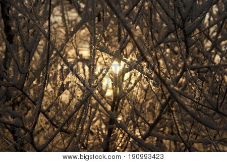 The glimmer of the sun is caught between frozen branches laden with freshly fallen snow.