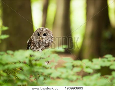 Strix aluco - Tawny owl on the tree in forest