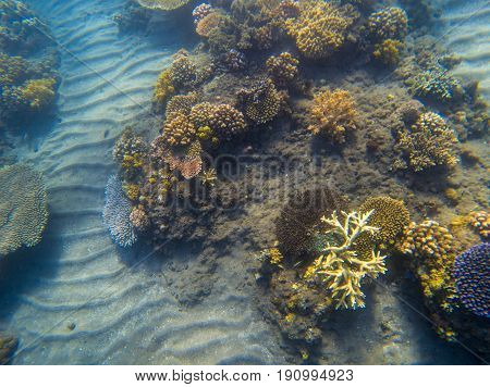 Underwater landscape with coral reef. Young coral formation with seaweed. Underwater photo of tropical seabottom. Sea animals and plants. Exotic seashore. Marine inhabitants. Sea water environment