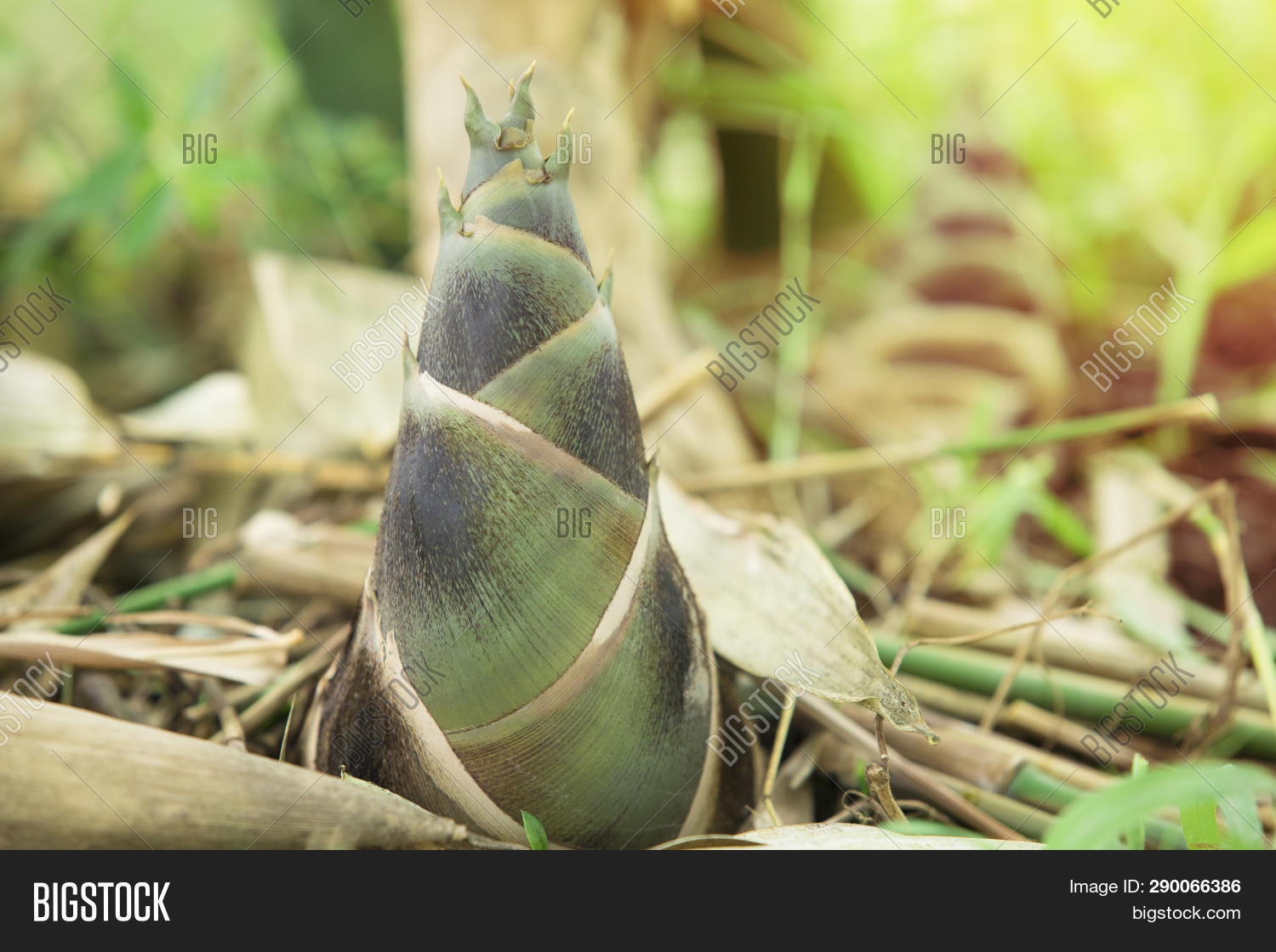 New Born Bamboo Shoots Image & Photo (Free Trial) Bigstock