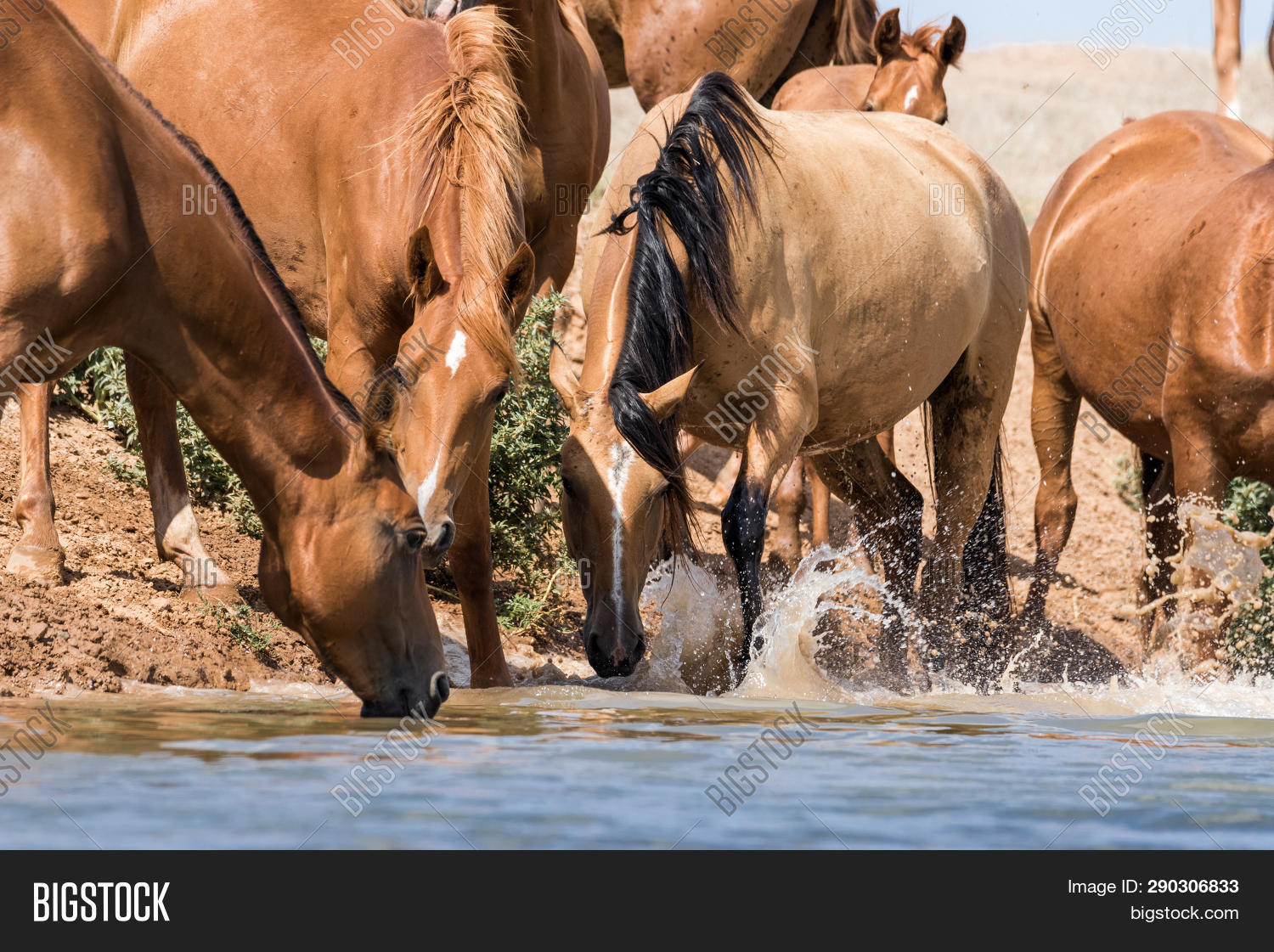 Horses Watering Place Image & Photo (Free Trial) Bigstock