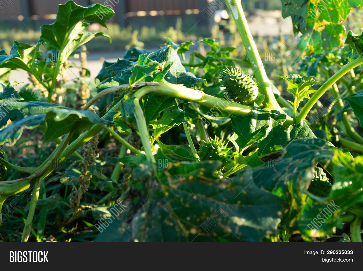 Plants Datura. Showing Image & Photo (Free Trial) | Bigstock