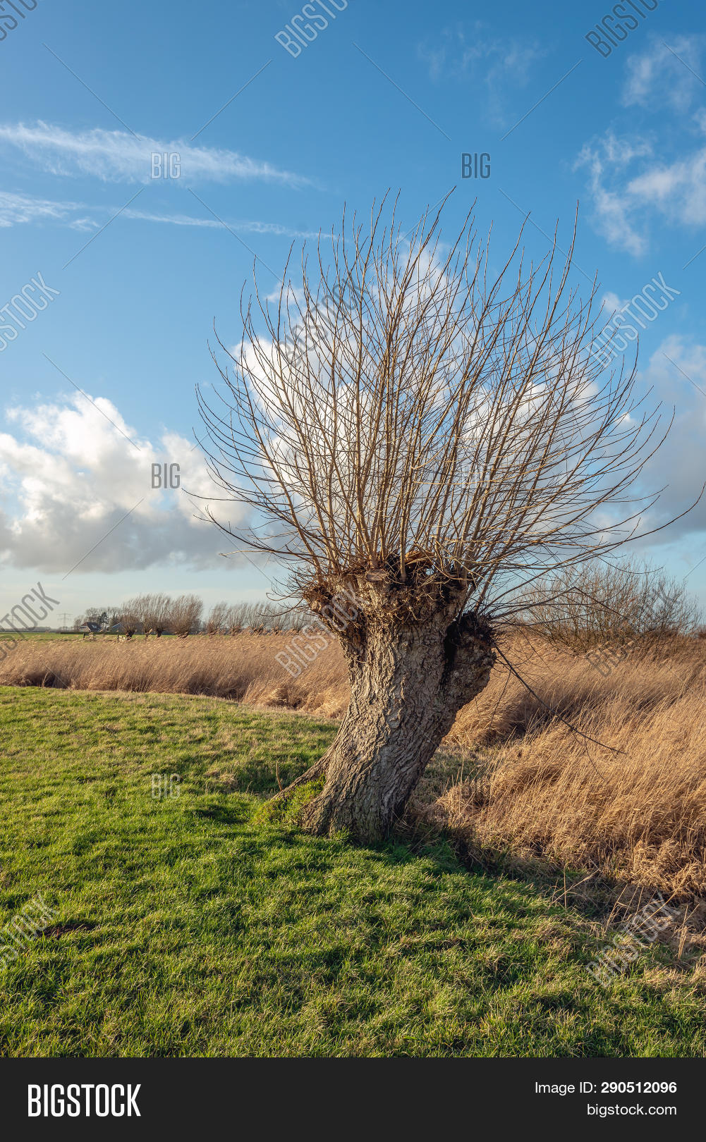 Pollard Willow Tree Image & Photo (Free Trial) Bigstock